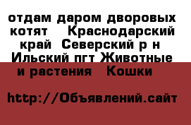 отдам даром дворовых котят. - Краснодарский край, Северский р-н, Ильский пгт Животные и растения » Кошки   